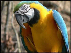 Papuga, Niebiesko, Żółta