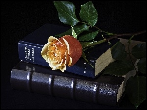 Biblia, Róża, Listki