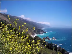 Big Sur, Kwiatki, Woda, Góry