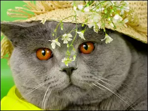 Kwiaty, Kot, Kapelusz