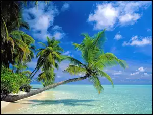 Malediwy, Niebo, Morze, Palma