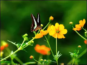 Motyl, Żółte, Kwiatki