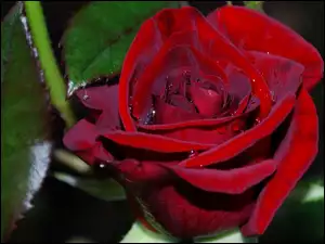 Liście, Czerwona, Róża