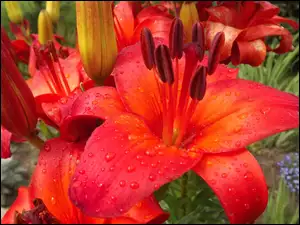 Lilie, Kwiaty, Pomarańczowe