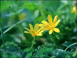 Żółte, Ziarnopłon wiosenny, Wiosenne, Kwiaty