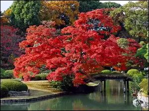 Park, Most, Japonia, Drzewa, Tokyo, Rzeczka