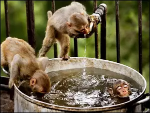 Kąpiel, Małpy, Woda