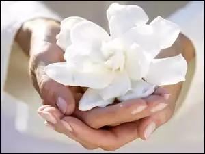 Kwiat, Dłonie, Biały