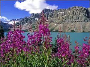 Kanada, Góry, Różowe, Jezioro, Kwiaty