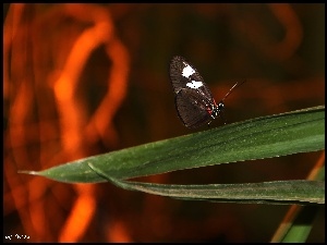 Motylek