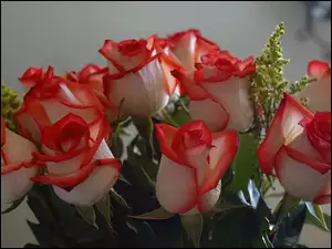 Róże, Biało, Czerwone