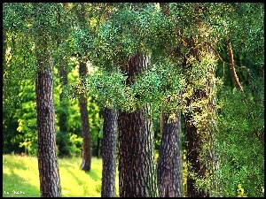 Lasek, Igły, Sosnowy, Drzewa