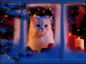 Boże Narodzenie, Kot