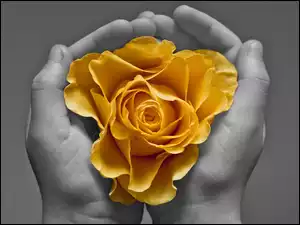 Dłonie, Róża, Żółta