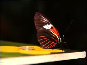 Skrzydła, Motyl, Kolorowe