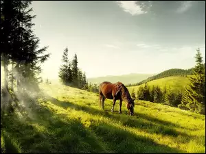 Łąka, Koń, Góry