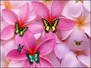 Motyle, Kwiaty, Płatki