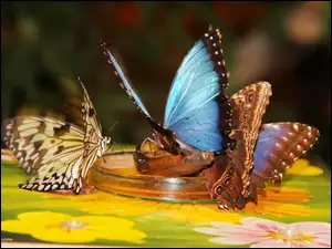 Skrzydła, Kolorowe, Motyle