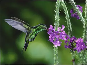 Koliber, Kwiaty, Ptak, Skrzydła