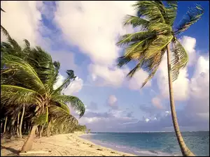 Palmy, Dominikana, Ocean, Punta Cana, Piasek