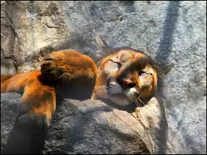 Puma, Skała, Śpiąca