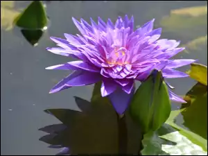 Lilia wodna, Kwiat, Liście