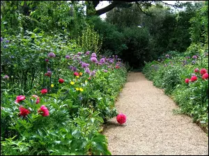 Ścieżka, Ogród, Kwiaty