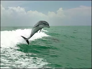 Fale, Delfin, Morze