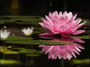 Lilia wodna, Różowy, Kwiat