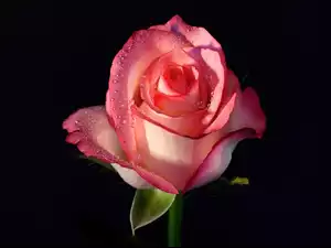 Rosa, Kwiat, Róży
