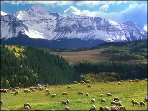 Wypas, Góry, Łąki, Lasy, Owce