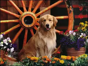 Pies, Golden Retriever, Koło, Kwiaty