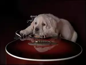 Smutny, Gitara, Pies, Labrador
