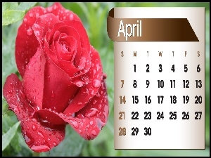 Kalendarz, 2013r, Róża, Kwiecień