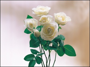 Róż, Bukiet, Białych