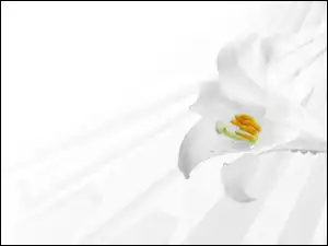 Lilia, Kwiat, Biała