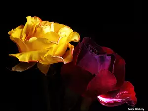 Bordowa, Róże, Żółta