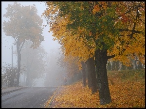 Jesień, Mgła, Droga, Drzewa