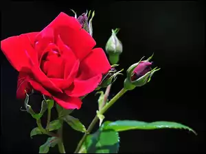 Pąki, Czerwona, Róża
