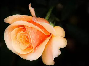 Rosa, Pomarańczowa, Róża
