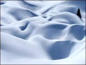 Ziemia, Świerk, Pokryta, Śniegiem