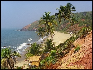 Plaża, Indie, Palmy, Goa