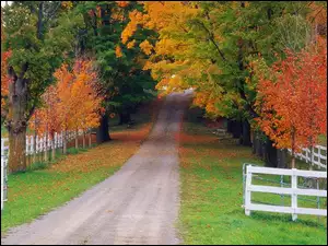 Liście, Droga, Drzewa, Jesień, Kolorowe