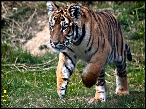 Biegnący, Tygrys