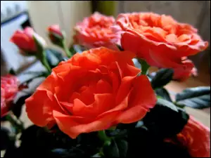 Przyroda, Czerwone, Kwiaty, Róże
