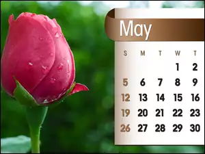 Kalendarz, 2013r, Róża, Maj
