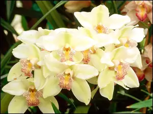Biała, Orchid, Odmiana, Cymbidium