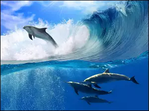 Fale, Delfiny, Morze