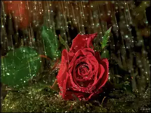 Czerwona, Deszczu, Róża, Krople