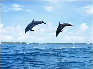 Morze, Dwa, Delfiny